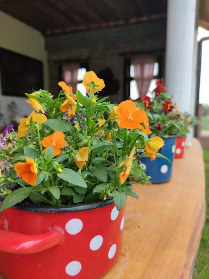 Appartamento Amanet House Zasavica Esterno foto