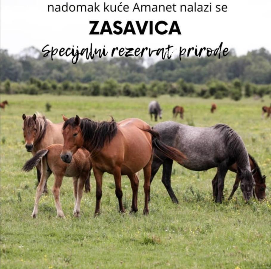 Appartamento Amanet House Zasavica Esterno foto